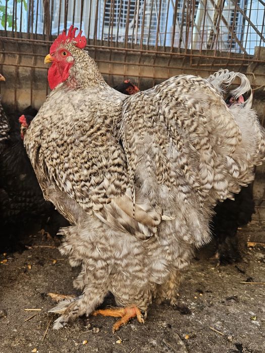 Cocos cochinchina uriaș barat deschis