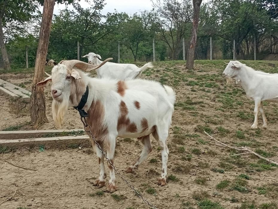 Vând 3 tapi de prăsila