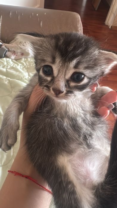 Отдам котят в добрые ручки