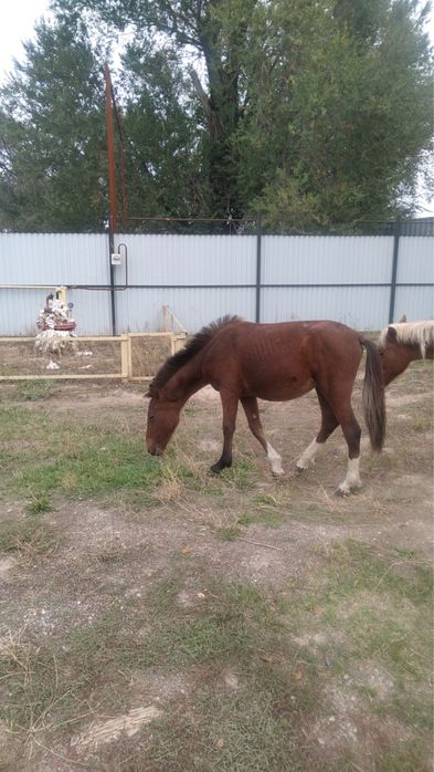 Продам лошадей,жеребенок