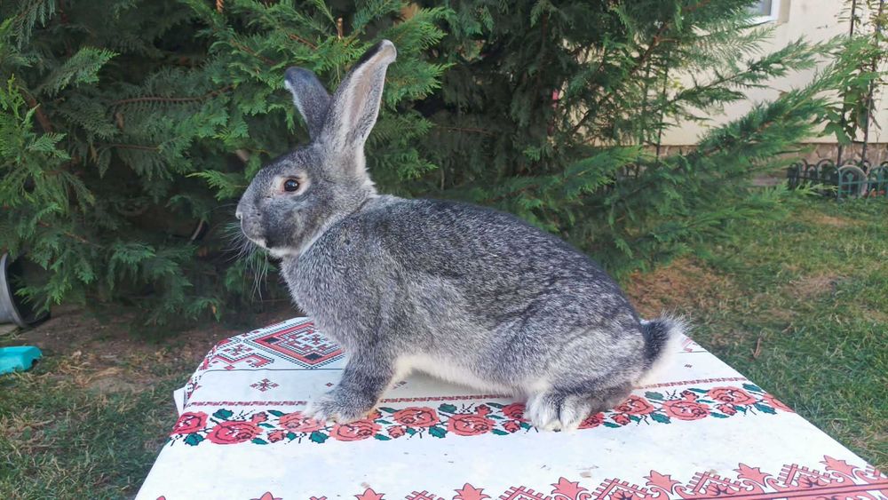 Masculi pui Chinchilla Mare