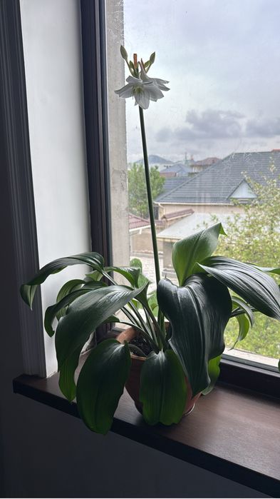 Эухарис, Амазонская лилия