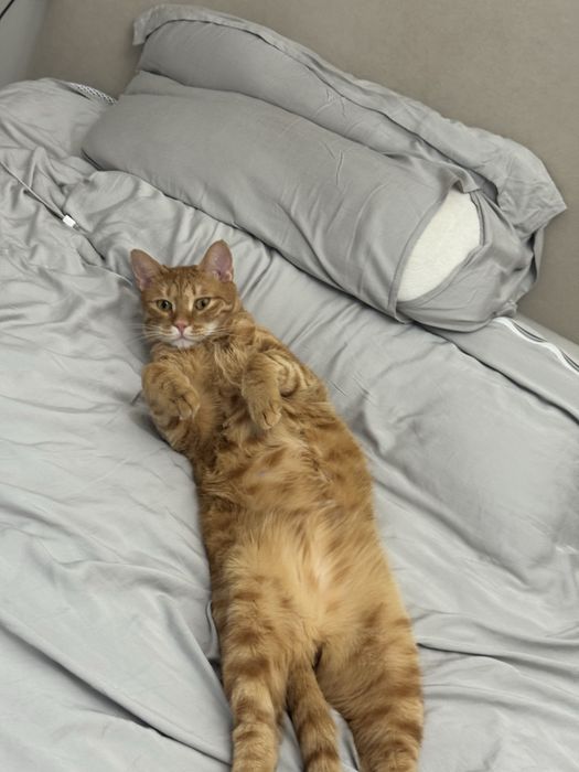 Ищем семью для кота