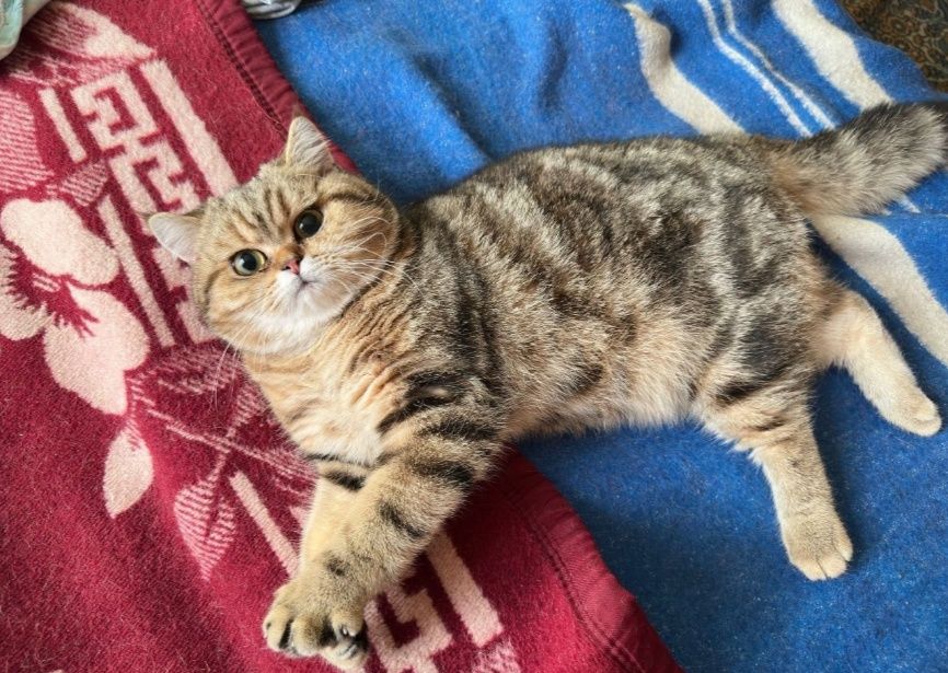 Вязка учун Царь Киз мушукларини таклиф килади!