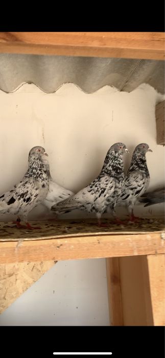 голуби челкар 12 штук оптом