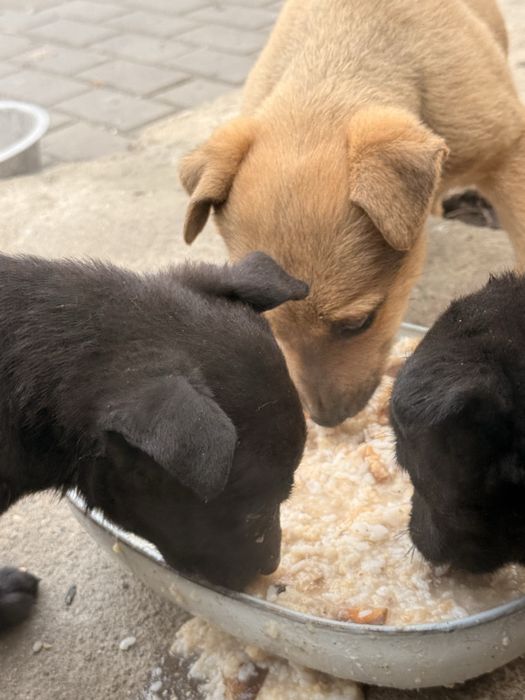 Отдам щенков 2 мальчкиа 1 девояка