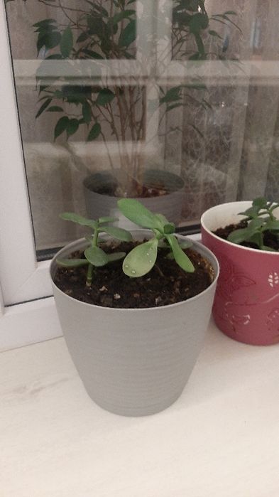 Денежное дерево. Цветок