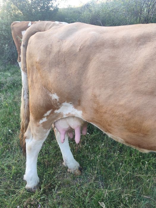 Vind vacă de 9-10 ani