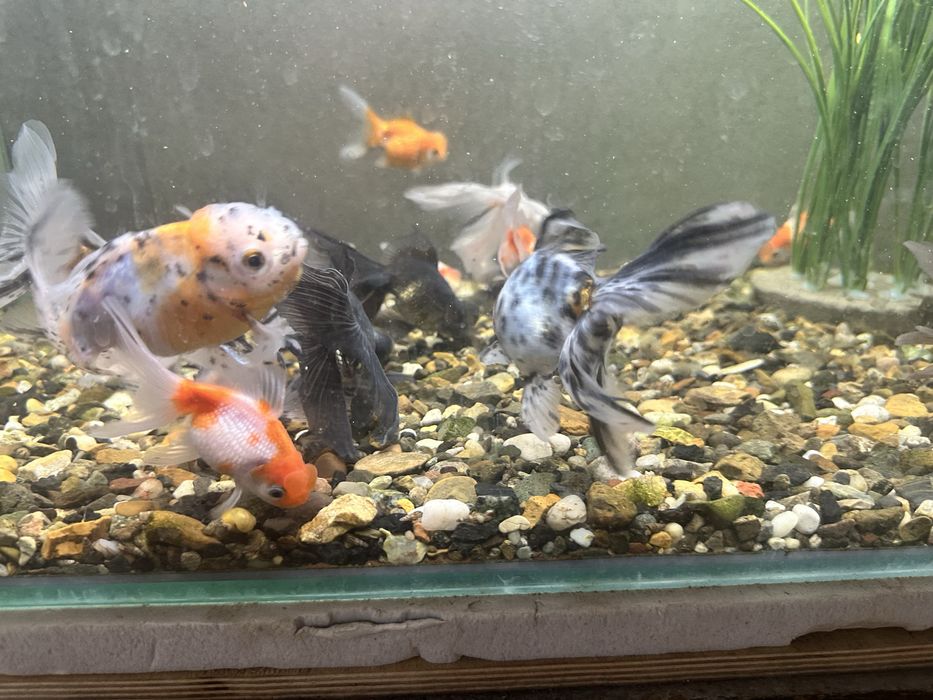 Продам золотых рыбок