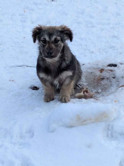Дарю щенков в добрые руки.