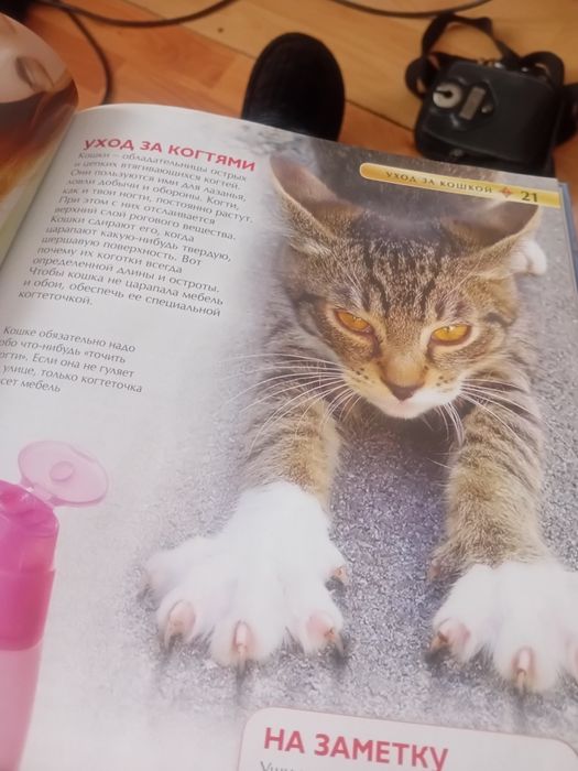 Книга про Кошек и Котят