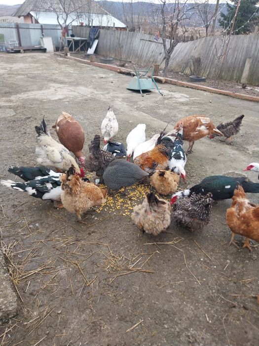 Vând păsări de curte