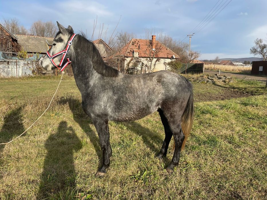 ponei sport cu pasaport ideal pentru echitatie