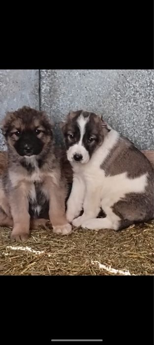 Алабай күшіктер 2-ұрғашы