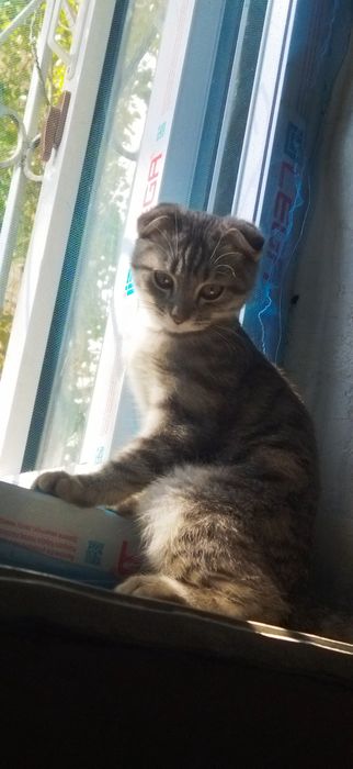 Uy mushugi emlangan passporti bor