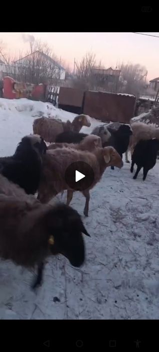 Продам баранов 11 голов