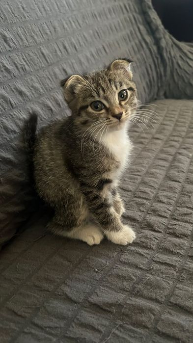 Отдам котят в добрые руки