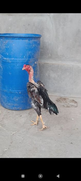 Dakan xoroz sotiladi