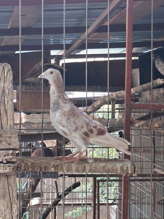 Porumbei voiajori de vânzare