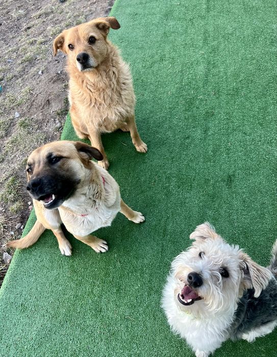 Cazare caini Cluj DogStar, pensiune caini, dresaj caini, toaletaj