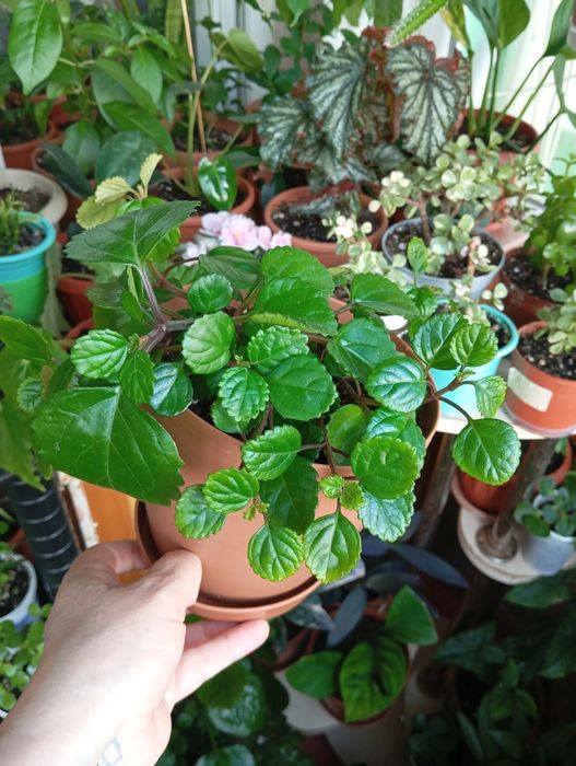 Продам цветы комнатные