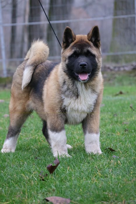 Femela  akita american pedigree tip A