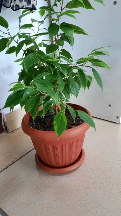 Продам фикус Бенджамина