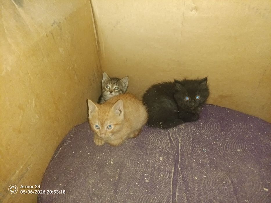 Отдам котят в добрые руки