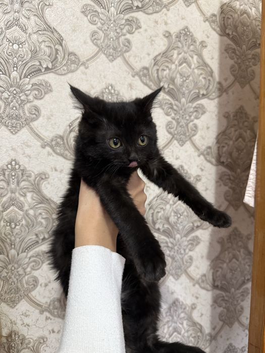 Отдам 2 котенка даром