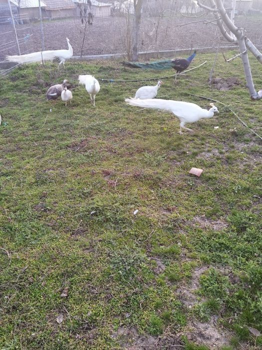 Păun alb de vânzare 4 ani preț 800 lei
