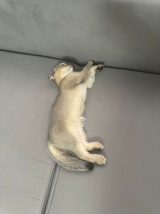 Котенок  шиншилла