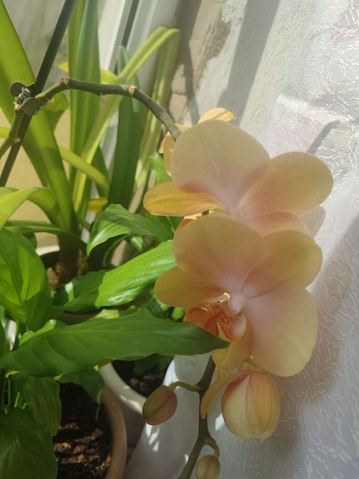 Продаются орхидеи