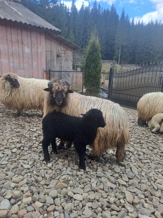 Vând oi bucălăi!!
