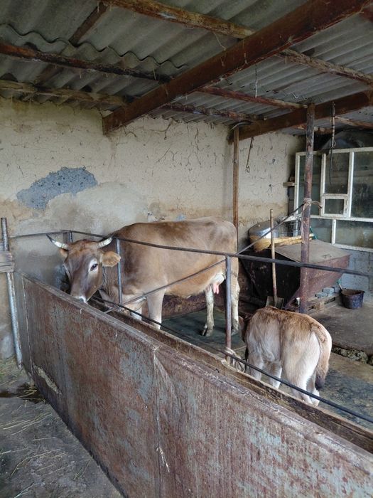 Бызаулы сиыр сатылады