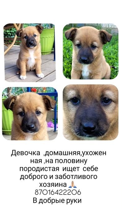 Отдам в добрые руки щенков