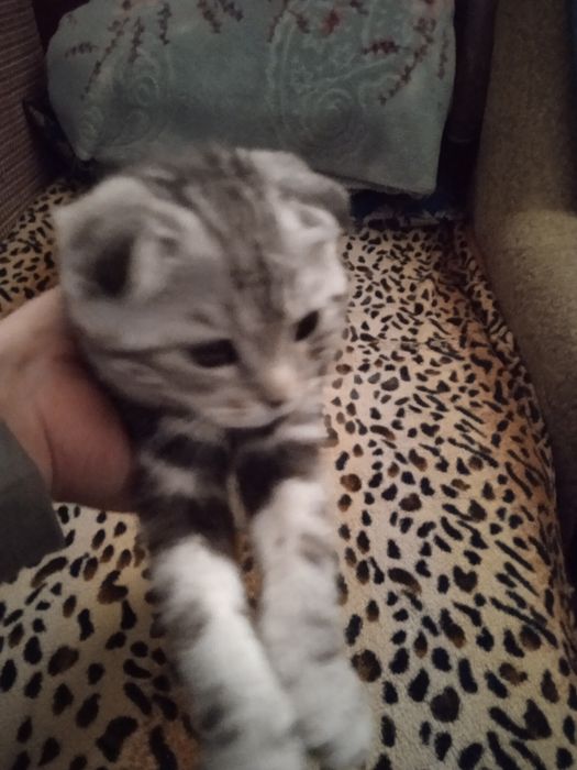 Продам котёнка шотландского