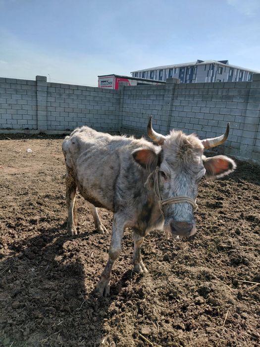 Сиыр бузау тана сатам