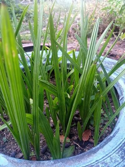 Семена за палма хамеробс, трахикарпус, вашингтония, финикова и Брахея