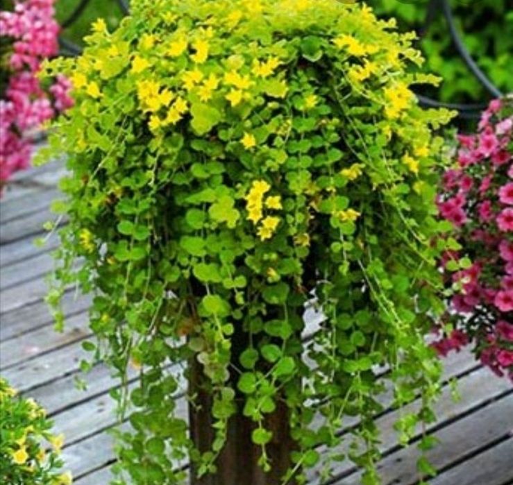 Хоста, вербейник монетчатый