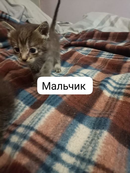 Срочно отдам котят в добрые руки