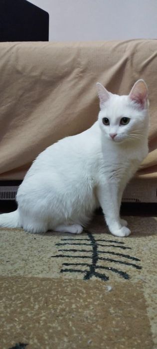 Белая кошечка пол года