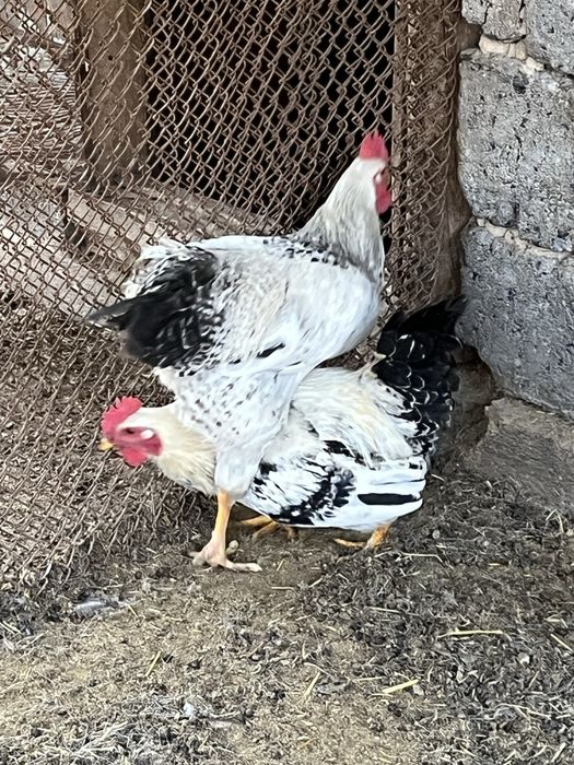 Продаются Петухи Адлер