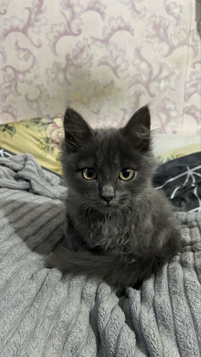 Котенок 2,5 месяца
