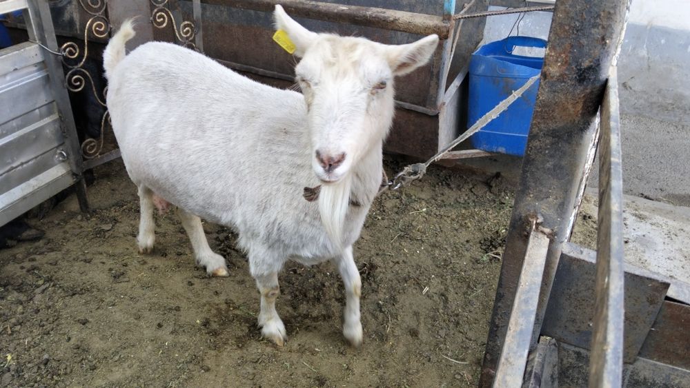 Козы, козлята и козлы