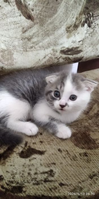 Веслоухий котенок