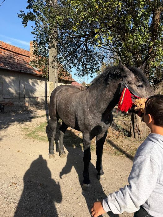 Vad mânză de doi ani sură