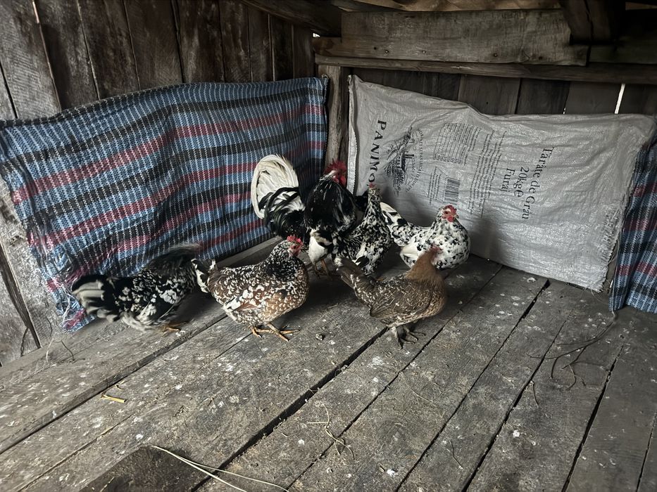 Vand oua de incubat de la gaini americane si mii de flori