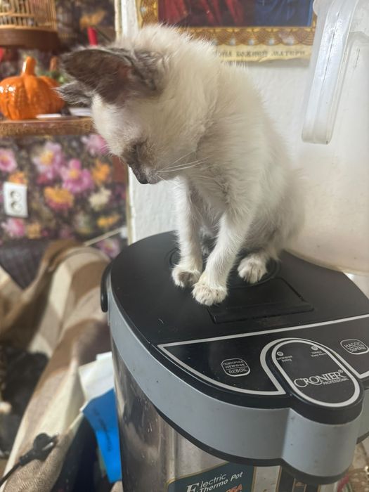 Отдам котята девочки