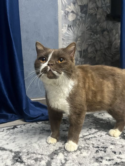 британская кошка в добрые руки