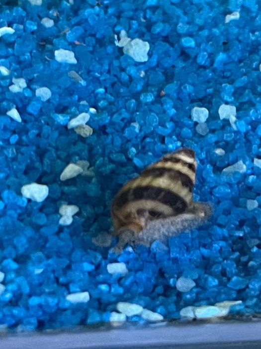 Anentome helena, cunoscut si ca melcul asasin